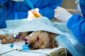 SURGERIES